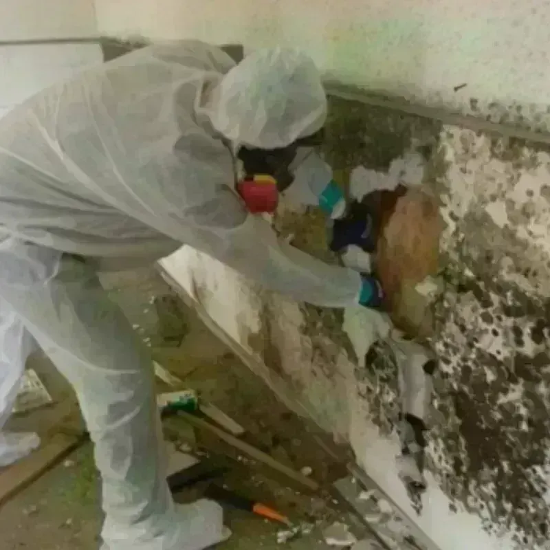 Mold Remediation and Removal in Rush City, MN